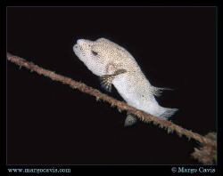 Puffer fish hanging out near a rope attached to a wreck -... by Margo Cavis 